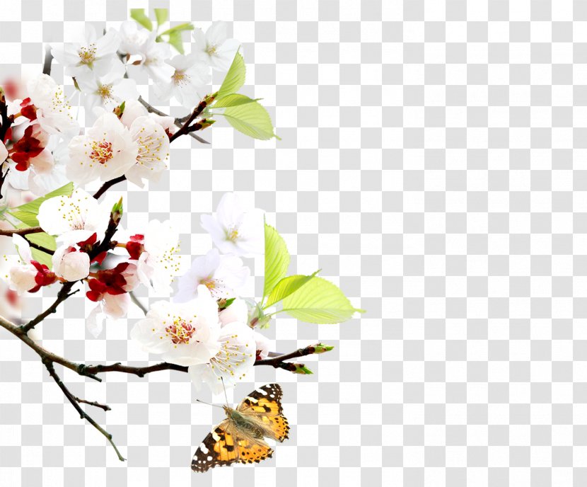 Cherry Blossom - Butterfly - Plum Flower Transparent PNG