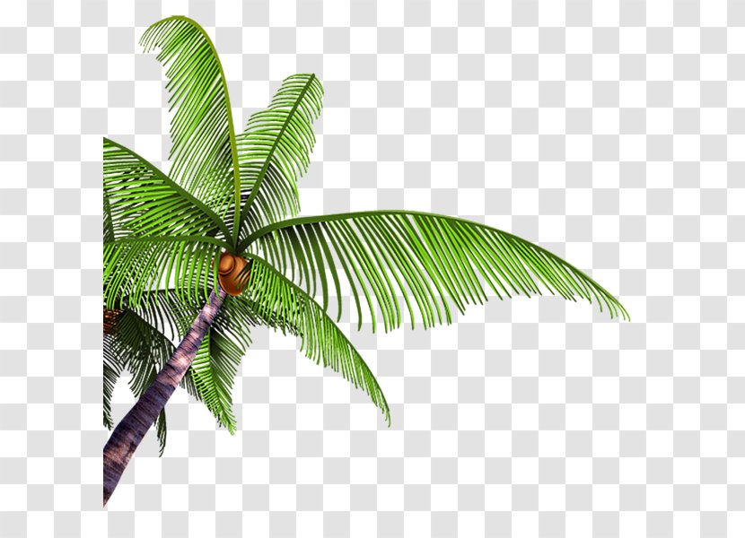 Coconut Poster Tree Arecaceae Transparent PNG