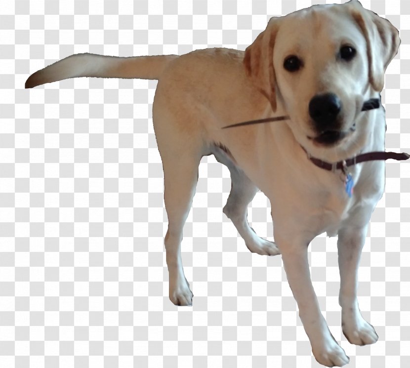 Labrador Retriever Dog Breed Companion Puppy - Flower - Doggo Transparent PNG