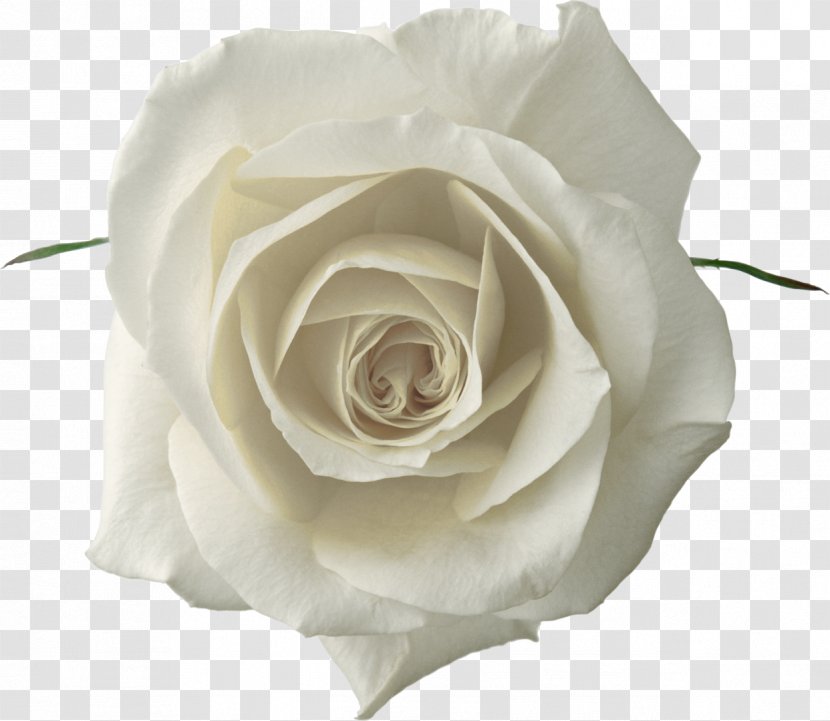 Garden Roses Desktop Wallpaper Clip Art - Rose Family - Actor Transparent PNG
