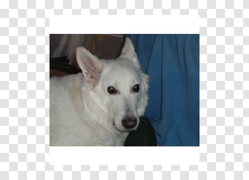 Dog Breed Berger Blanc Suisse White Shepherd Canaan Kishu - Switzerland - Products Box Transparent PNG