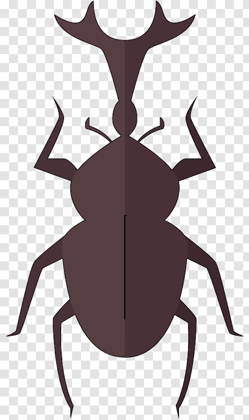 Insect Vector Graphics Illustration Euclidean - Invertebrate - Arthropod Transparent PNG