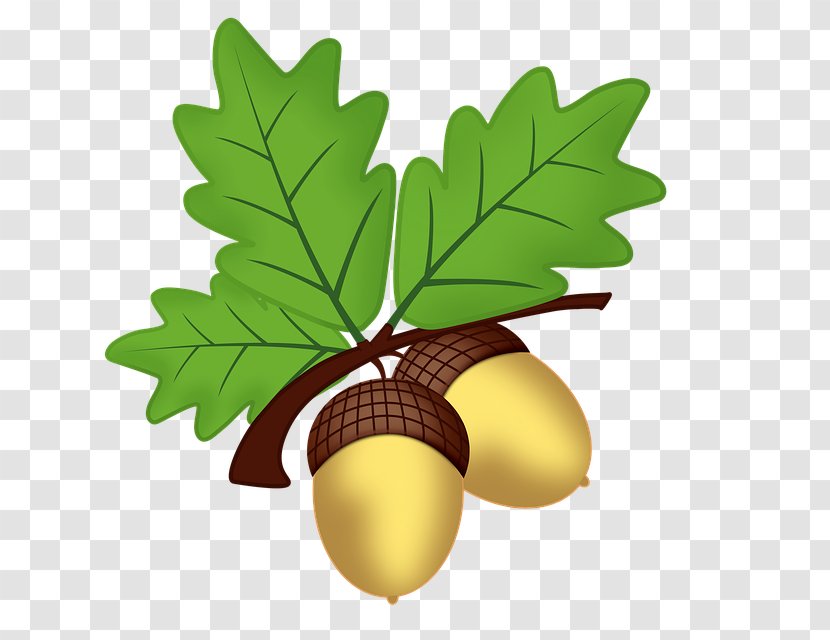 Acorn Oak Clip Art Transparent PNG