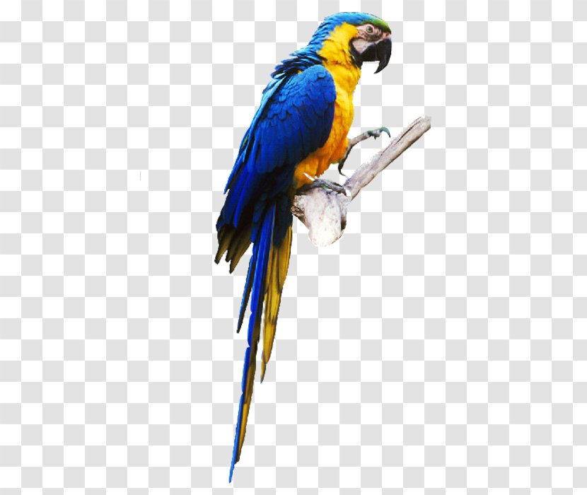 Budgerigar Lovebird True Parrot - Perico Transparent PNG