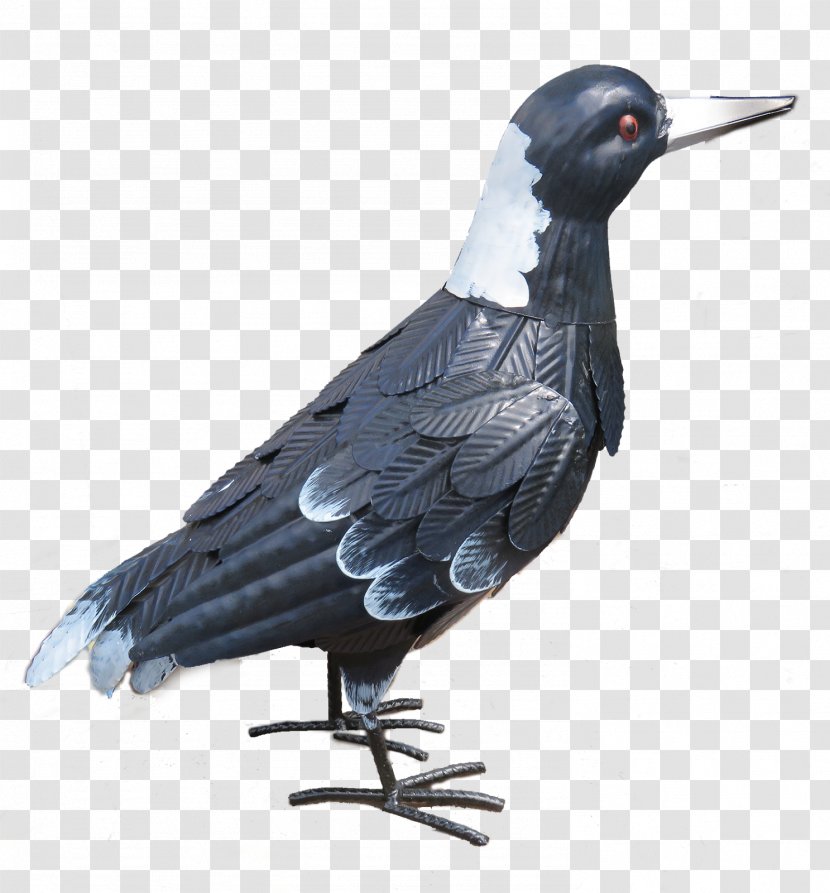 Columbidae Domestic Pigeon Beak Feather Rook Transparent PNG
