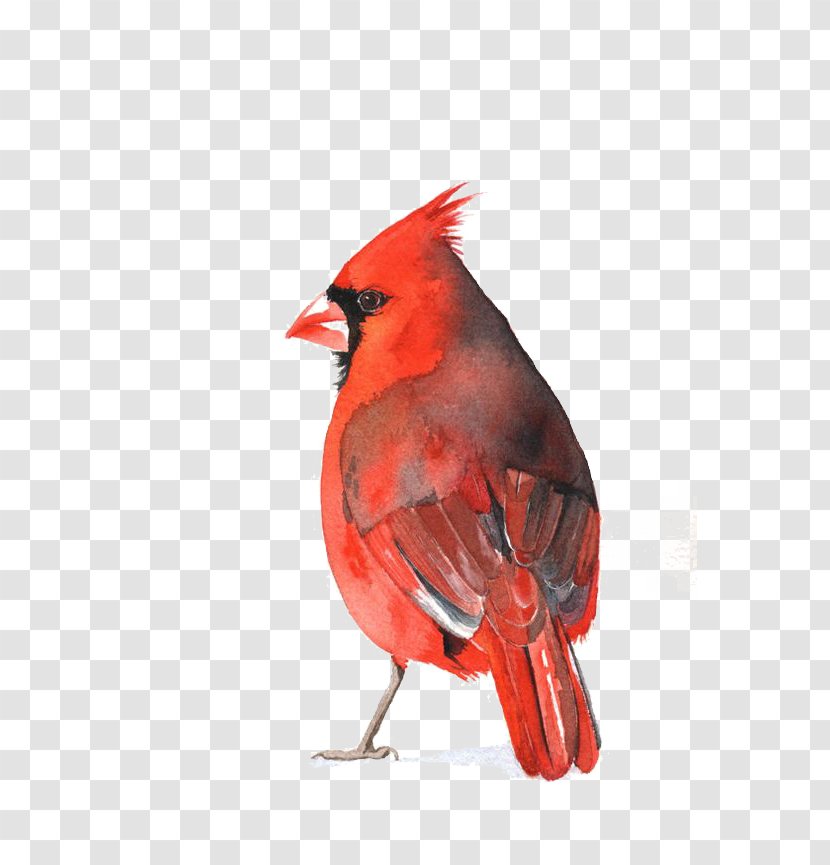 Watercolor Painting St. Louis Cardinals Art Bird - Color - Parrot Transparent PNG
