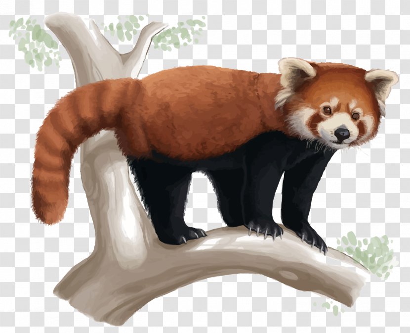 Red Panda Giant Drawing Cuteness - Vector Transparent PNG