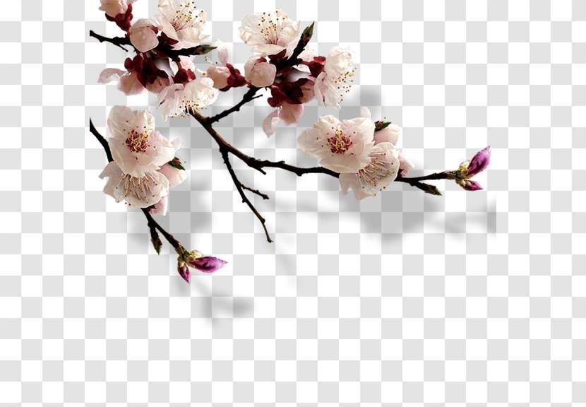 Exhibition Place China High Park Cherry Blossom Hanami - Artificial Flower - Plum Transparent PNG