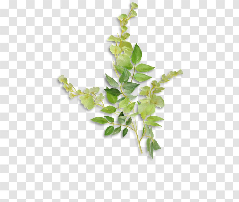 Twig Hoodie T-shirt Flowerpot Plant Stem - Herb - Tine Transparent PNG