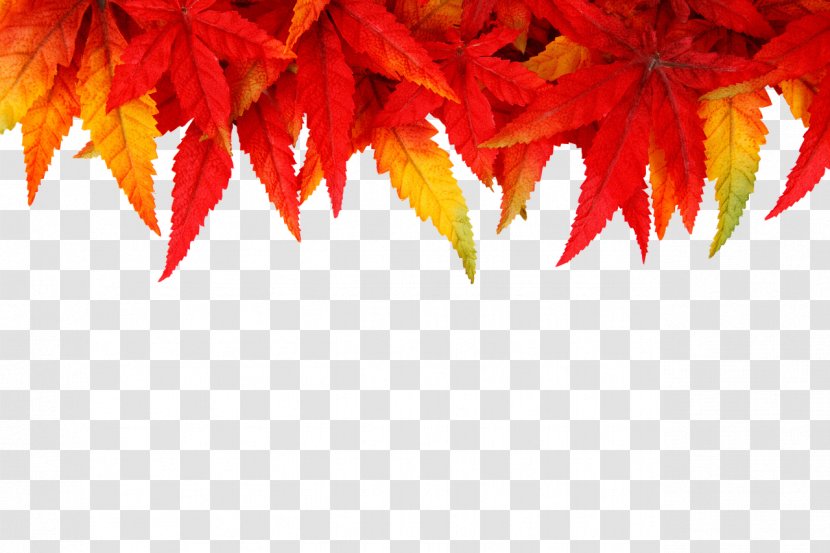 New Year's Day Wish Eve Resolution - Maple Leaf - Autumn Leaves Transparent PNG