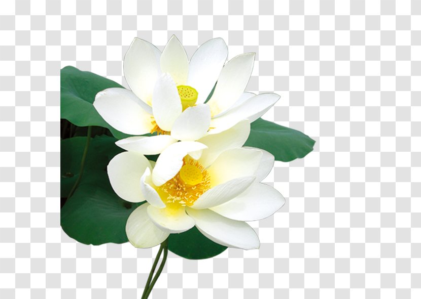 Download Icon - Proteales - Flawless White Lotus Transparent PNG