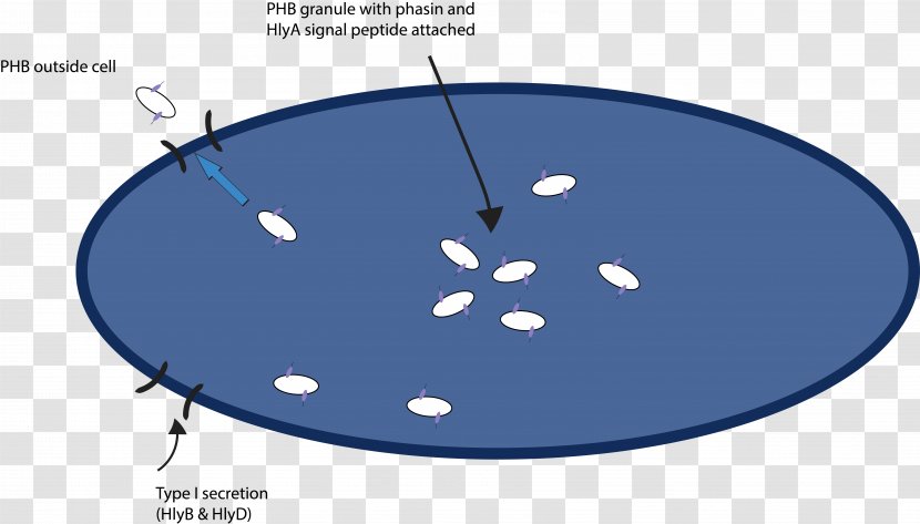 Gel Electrophoresis Protein Purification Brevibacillus - Secretion Transparent PNG