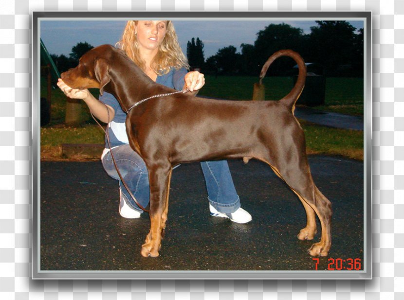 Redbone Coonhound English Foxhound Puppy Black And Tan Vizsla - Robocop Transparent PNG