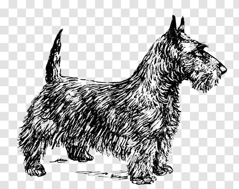 Scottish Terrier Scotland Smooth Fox Coasters - Dog Like Mammal - Puppy Transparent PNG