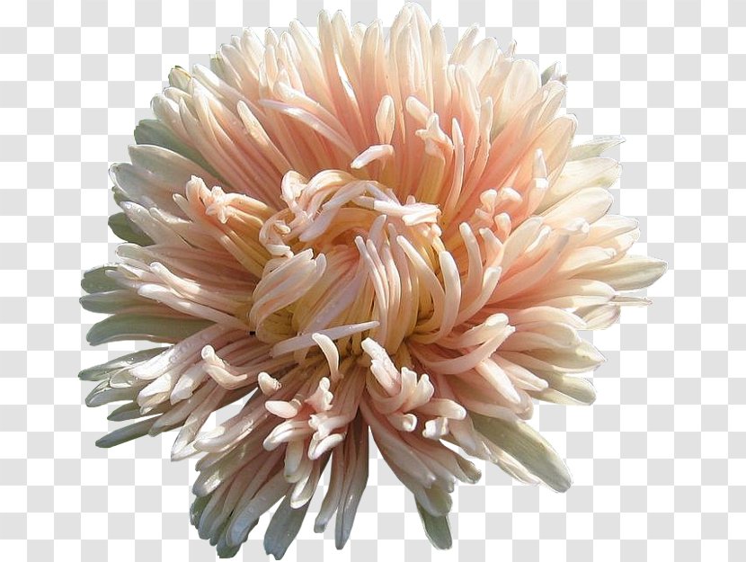 Chrysanthemum Transvaal Daisy Cut Flowers - Flower Transparent PNG