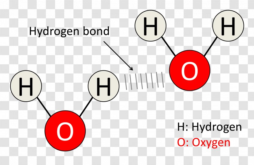 Diagram Hydrogen Bond Molecule Water Chemical - Oxygen Bubble Transparent PNG