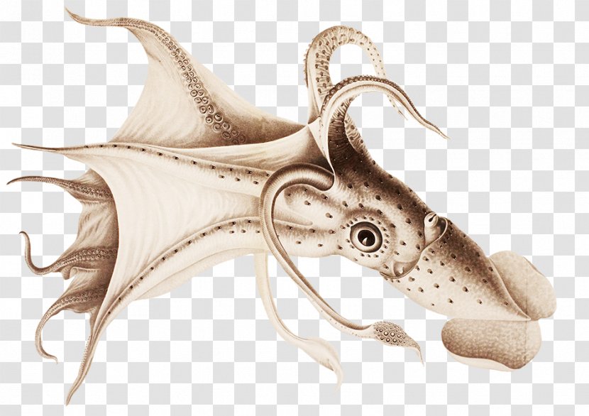 Squid Octopus The Cephalopoda Histioteuthis Bonnellii Valdivia Expedition - Fish - Octapus Transparent PNG