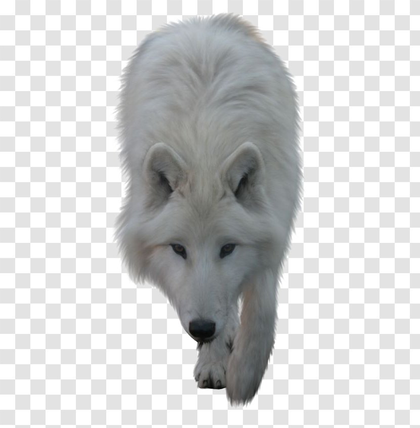 Arctic Wolf Clip Art - Fur - White Transparent PNG
