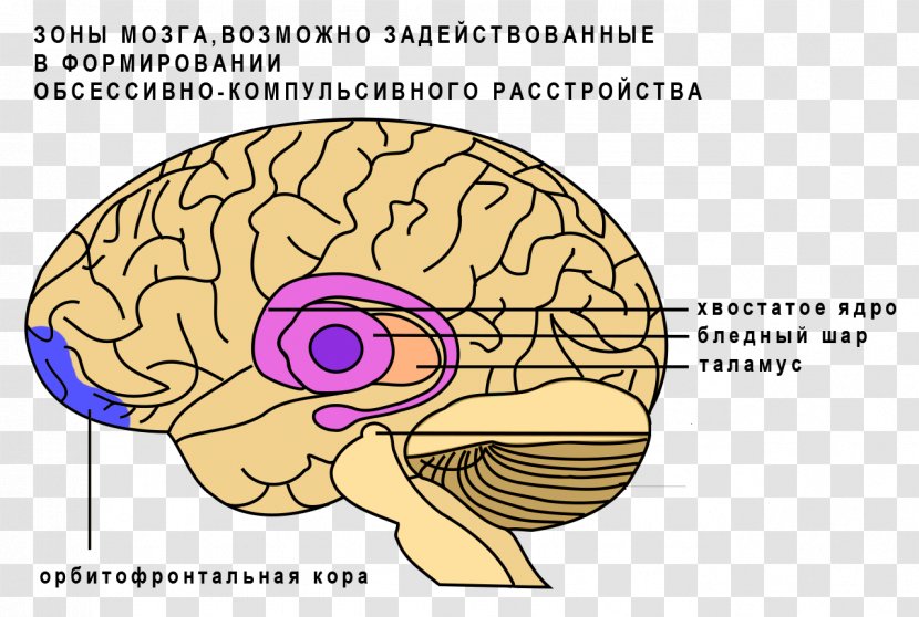Basal Ganglia Caudate Nucleus Brain Ganglion - Silhouette Transparent PNG