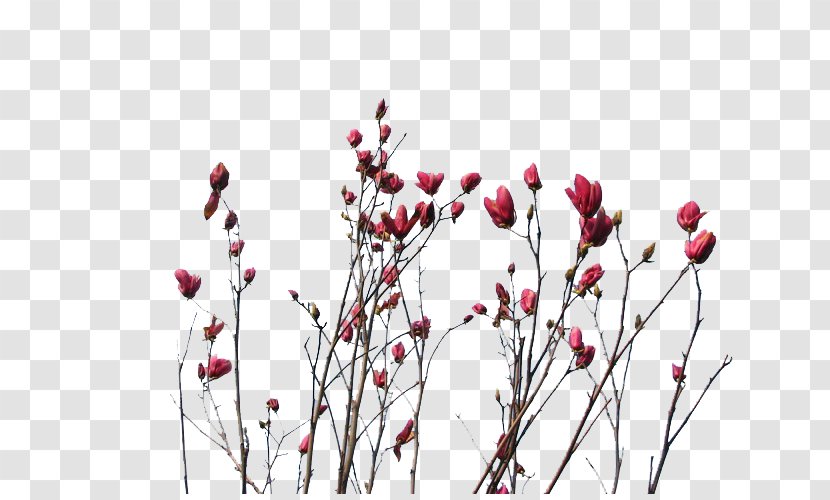 Flower Red Purple - Spring - Bud Transparent PNG