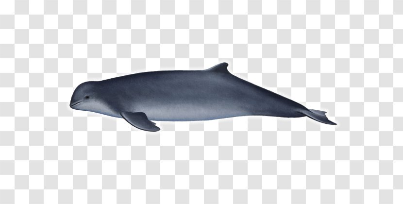 Common Bottlenose Dolphin Tucuxi Rough-toothed Short-beaked Wholphin - Irrawaddy Transparent PNG