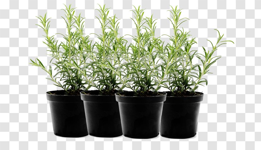 Herb Flowerpot Food Mint Leaf Vegetable - Shrub Transparent PNG
