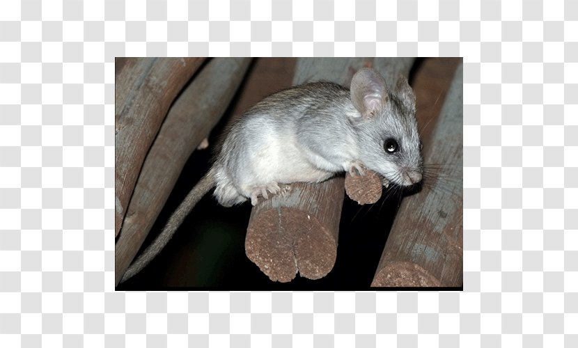 Mouse Rat Gerbil Hamster Rodent - Muroidea Transparent PNG