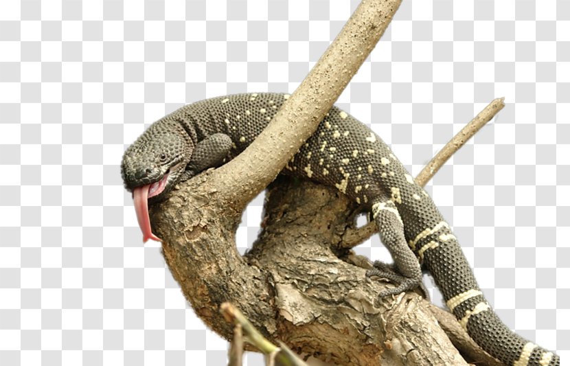Lizard Reptile Snake Gila Monster Heloderma Horridum Charlesbogerti - Agamas Transparent PNG