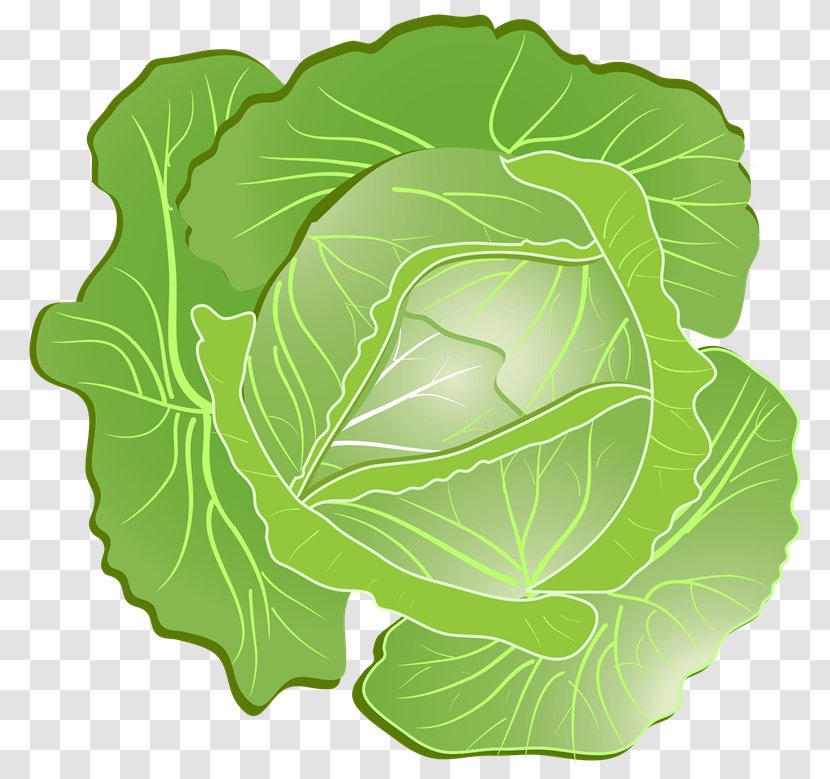 Savoy Cabbage Coleslaw Clip Art Transparent PNG