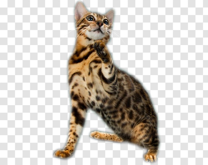 Bengal Cat California Spangled Dragon Li Toyger American Wirehair - Wildcat - Kitten Transparent PNG