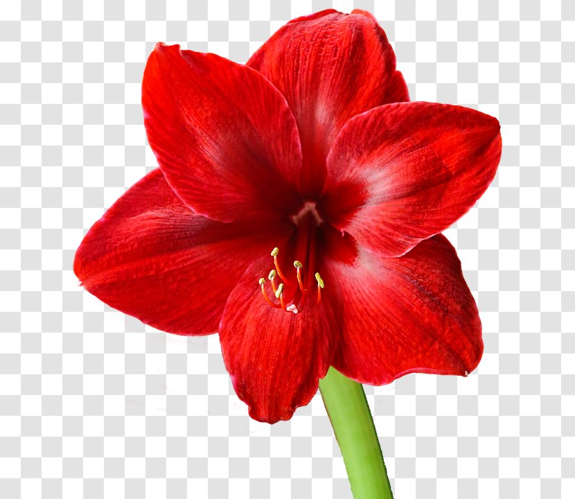 Flowers Background - Amaryllis - Hibiscus Family Transparent PNG