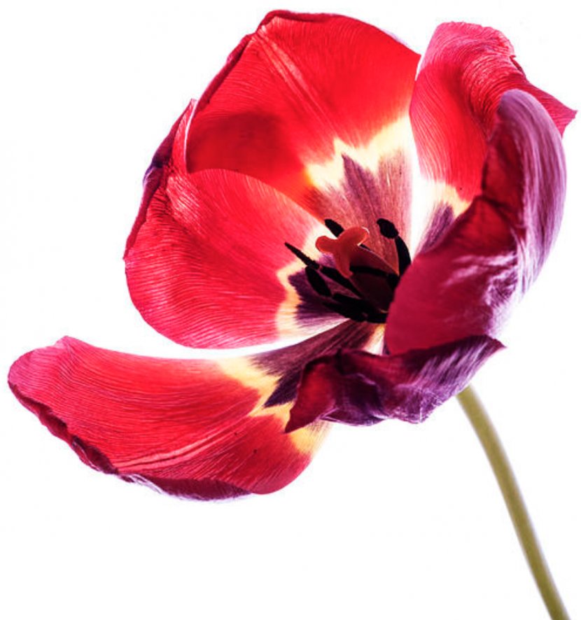 Cut Flowers Tulip Liliaceae Petal - Flowering Plant - Tulips Transparent PNG