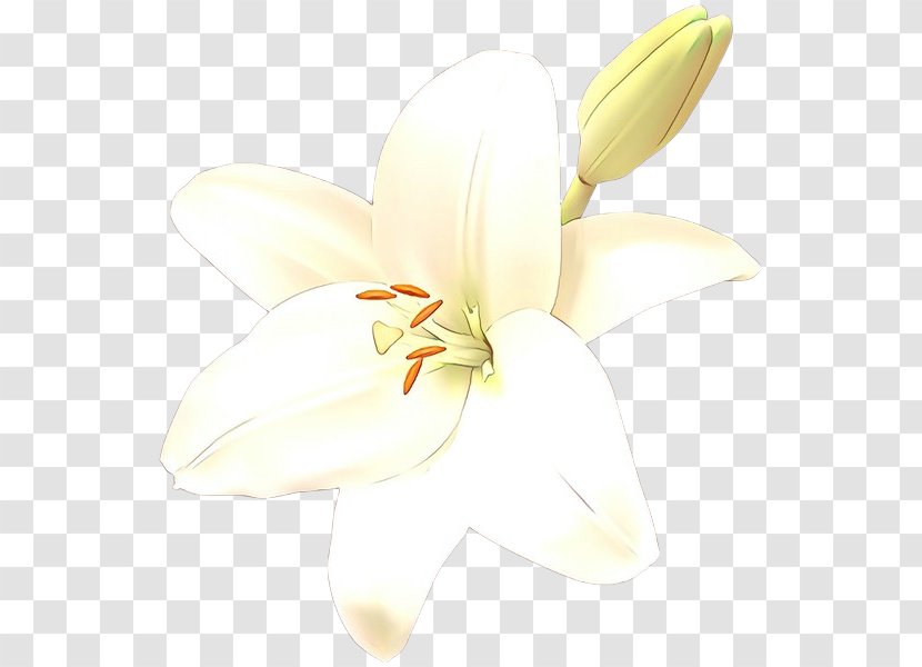 Moth Orchids Cut Flowers Lily M - Daylily - Iris Transparent PNG