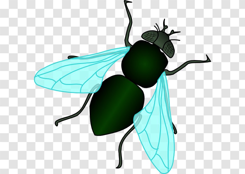 Fly Clip Art - Pest - Housefly Cliparts Transparent PNG