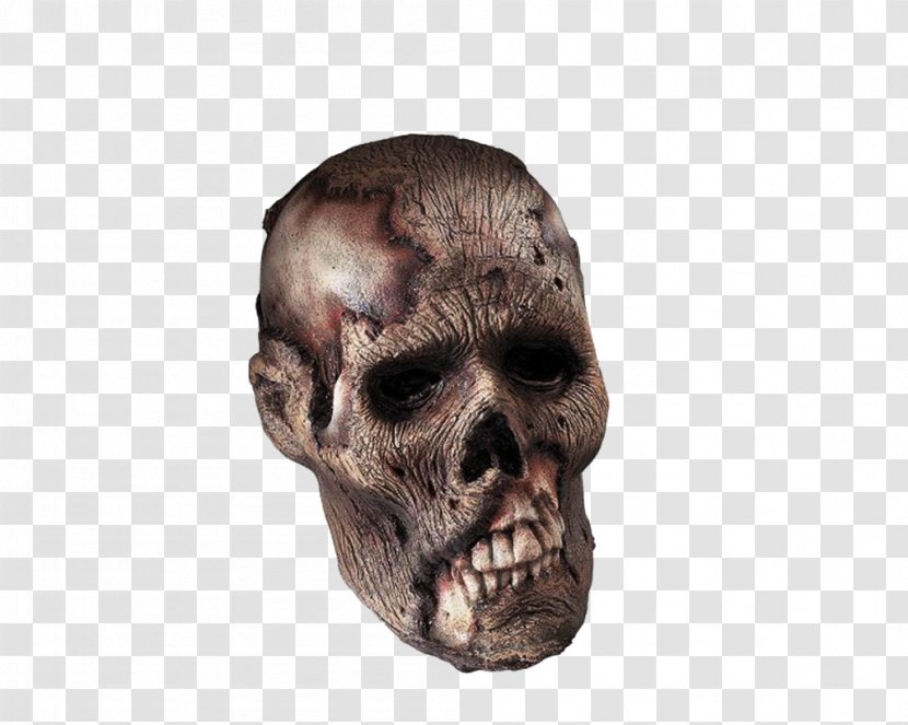 Download Clip Art - Skull - Skeleton Head Clipart Transparent PNG