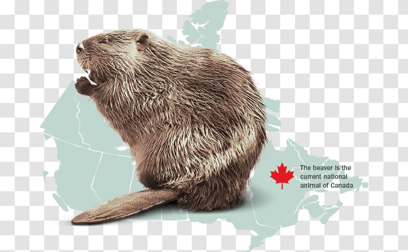 Canada Otter North American Beaver Rodent Animal - National Symbols Of Transparent PNG