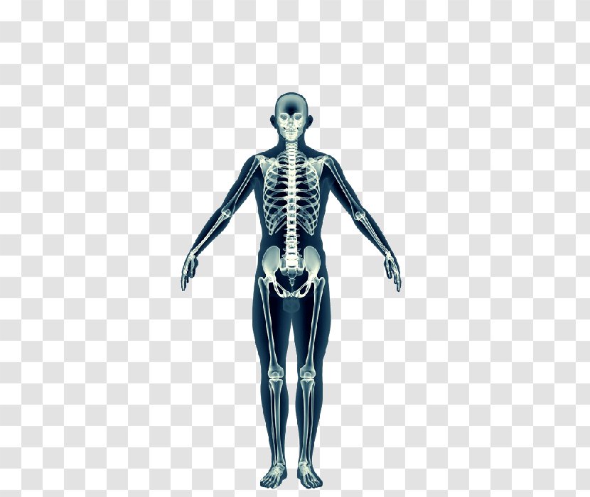 Shoulder Skeleton Homo Sapiens Muscle Figurine - Flower Transparent PNG