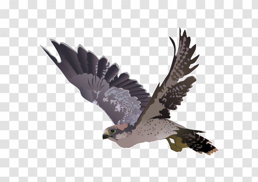 Falcon Clip Art - Buzzard Transparent PNG