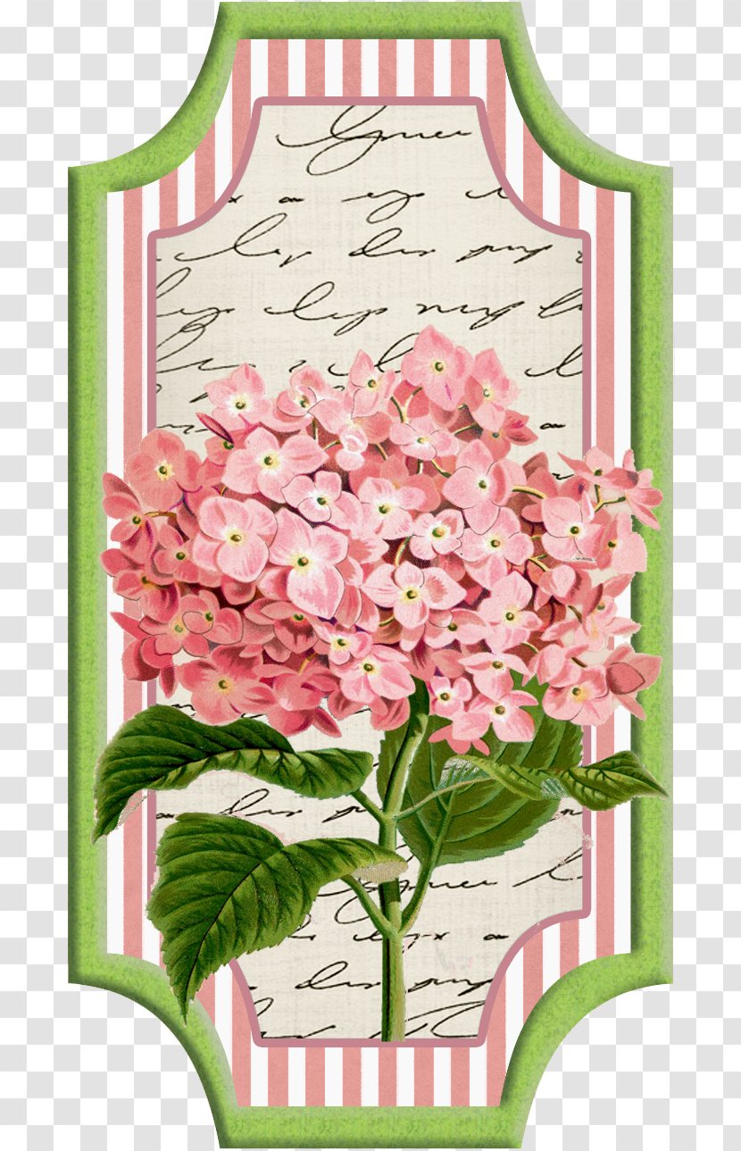 Cut Flowers Paper Wedding Invitation Oakleaf Hydrangea - Drawing - Flower Transparent PNG