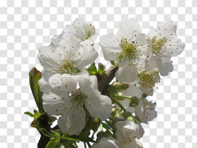 Cherry Blossom Tree Pruning - White Transparent PNG