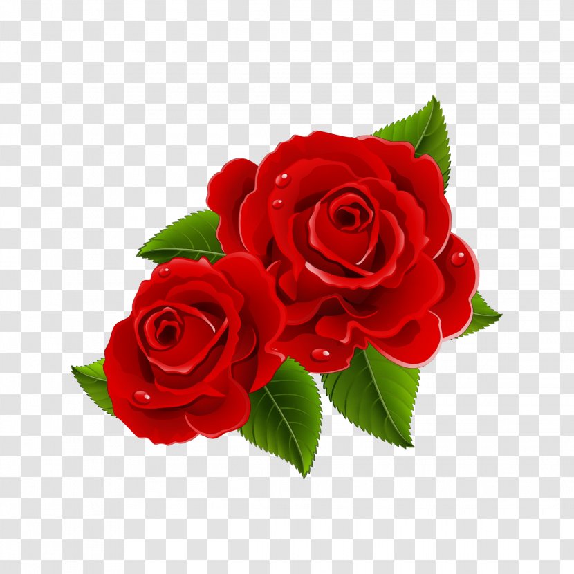 Garden Roses - Flowering Plant - Petal Floribunda Transparent PNG