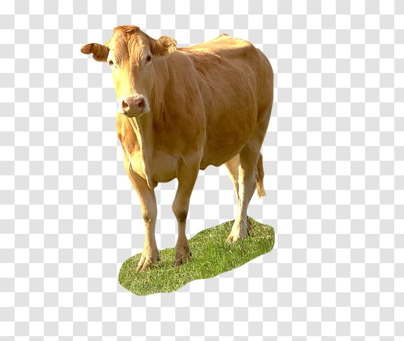 Dairy Cattle Taurine Calf Ox - Vacas Transparent PNG