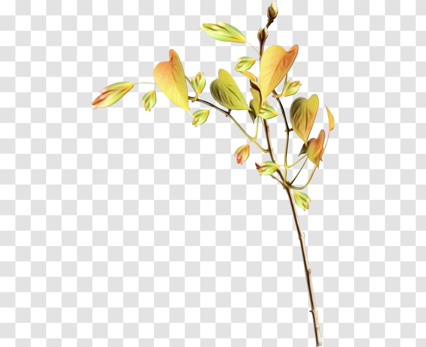 Branch Leaf Twig Diary - Bud Transparent PNG