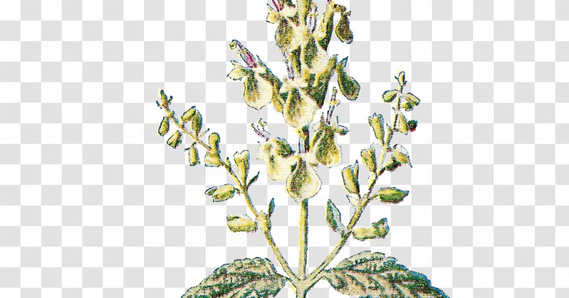 Twig Botany Flower Plant Botanical Illustration - Subshrub Transparent PNG