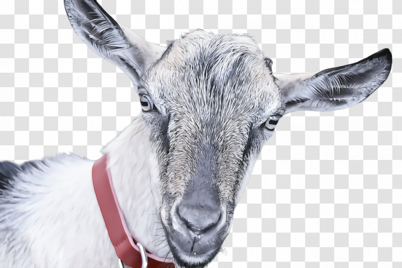 Goats Goat Snout Cow-goat Family Wildlife Transparent PNG