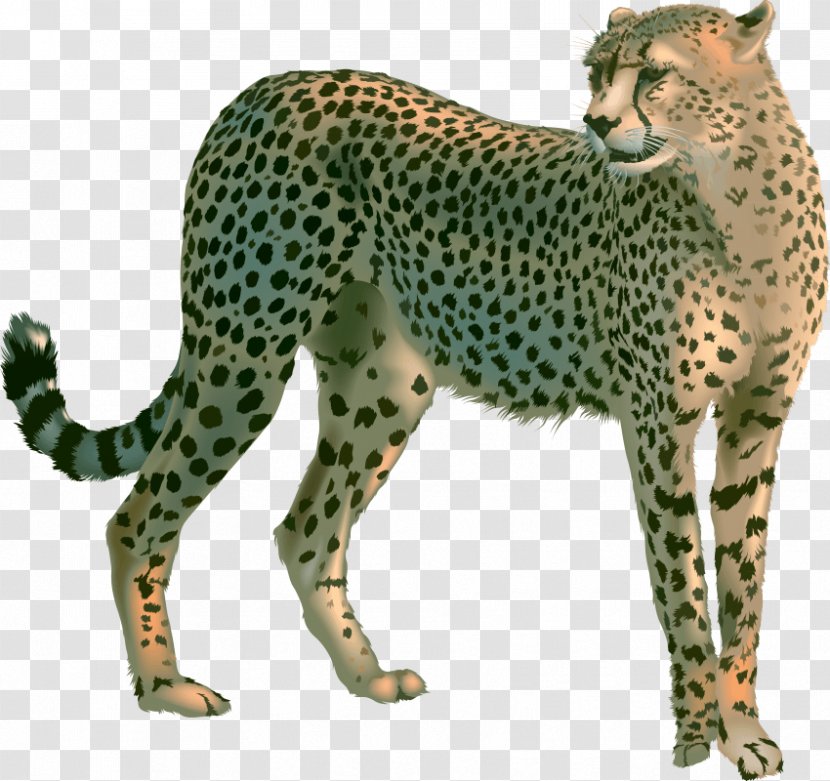 Cheetah Leopard Clip Art Lion - Carnivoran Transparent PNG