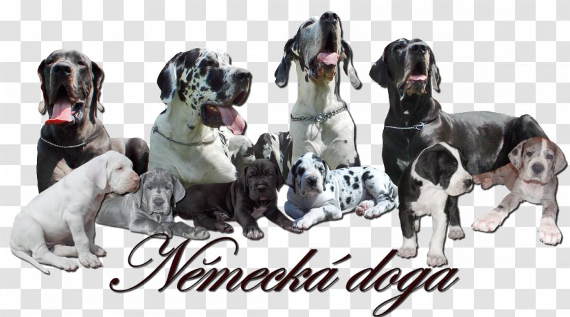 Great Dane Old Danish Pointer Dog Breed American Hairless Terrier - World Wide Web Transparent PNG
