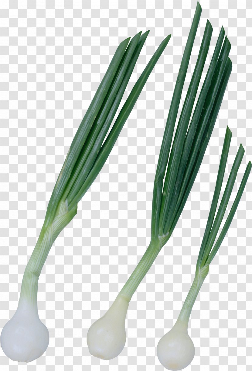 Onion Vegetable Chives Green Transparent PNG