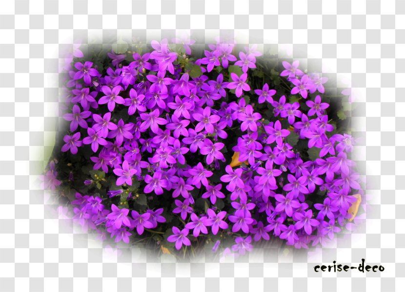 Lavender Landscape Tree Theatrical Scenery Flower - Lilac Transparent PNG