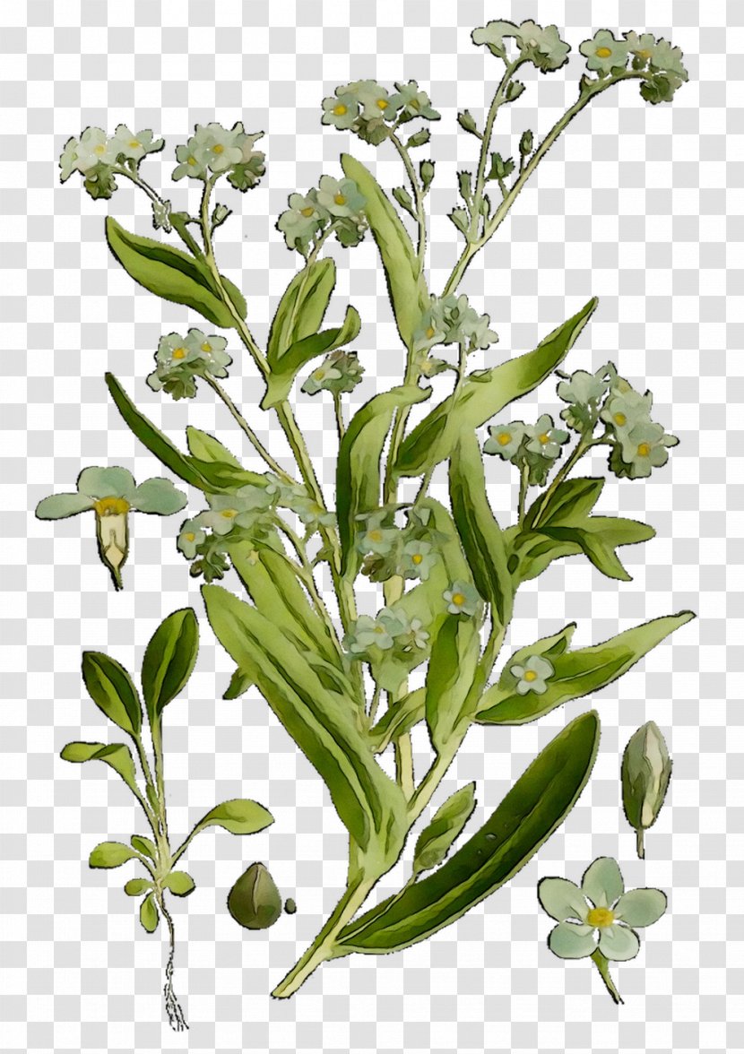 Garden Cress Plant Stem Flower Subshrub Herbalism - Flowering Transparent PNG